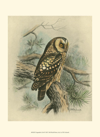 Tengmalm's Owl Print Tengmalm's Owl Print