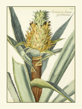 Native Pineapple I Print Native Pineapple I Print
