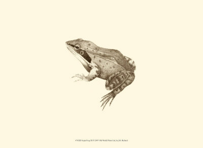 Sepia Frog III Print Sepia Frog III Print