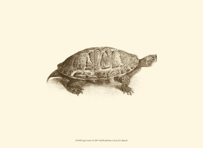 Sepia Turtle I Print Sepia Turtle I Print