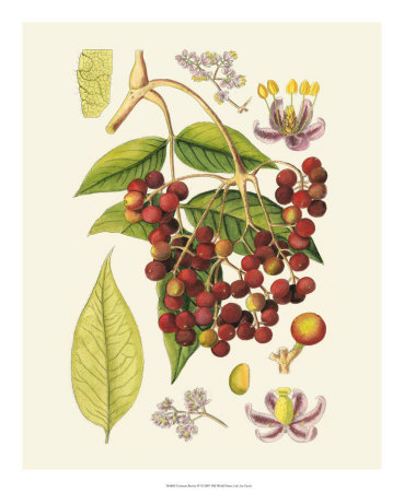 Crimson Berries IV Print Crimson Berries IV Print