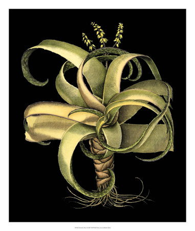 Dramatic Aloe I Print Dramatic Aloe I Print