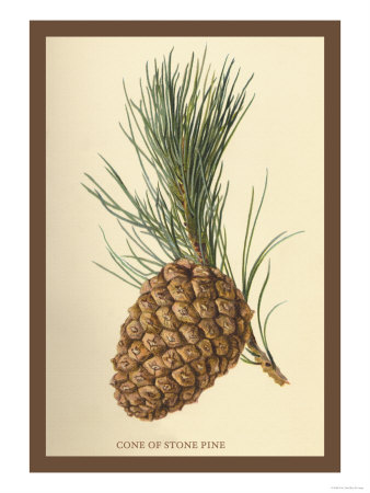 Cone of a Stone Pine Premium Poster Cone of a Stone Pine Premium Poster