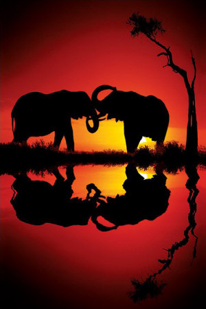 African Dreams Poster African Dreams Poster