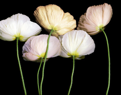 Cream Poppies Print Cream Poppies Print