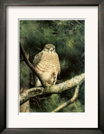 Broad Winged Hawk Framed Print Broad Winged Hawk Framed Print