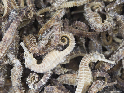 Dried Seahorses for Sale in Seafood Shop, Chinatown, Singapore, 