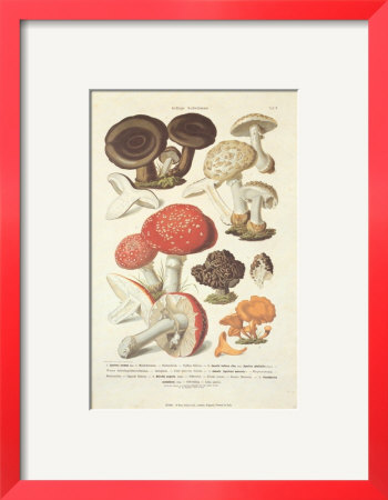 Fungi III Framed Print Fungi III Framed Print