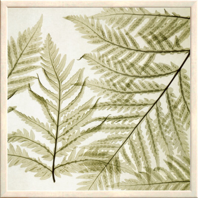 Ferns I Framed Canvas Print Ferns I Framed Canvas Print