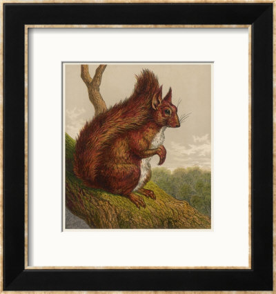 Red Squirrel Framed Giclee Print Red Squirrel Framed Giclee Print