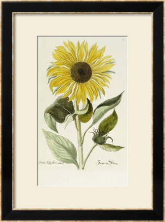 sunflower pictures to print. a Sunflower Framed Giclee