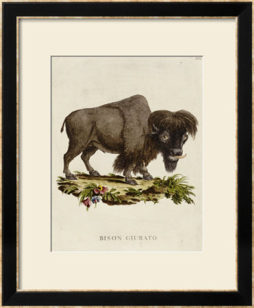 Venetian Natural History, 1771 Framed Giclee Print Venetian Natural History, 1771 Framed Giclee Print