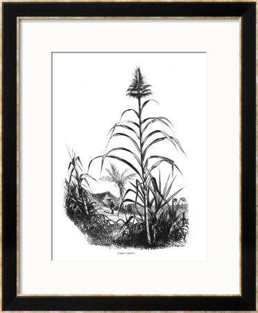 Sugar Cane Framed Giclee Print Sugar Cane Framed Giclee Print