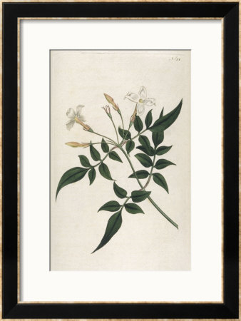 Common Jasmine Framed Giclee Print Common Jasmine Framed Giclee Print
