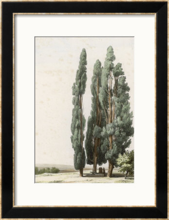Cypress Framed Giclee Print Cypress Framed Giclee Print
