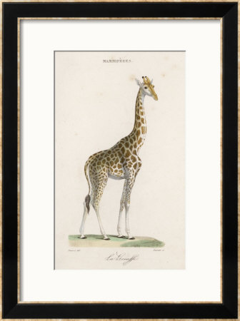 Giraffe Framed Giclee Print Giraffe Framed Giclee Print