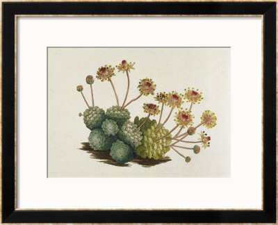 Dwarf Houseleek Framed Giclee Print Dwarf Houseleek Framed Giclee Print