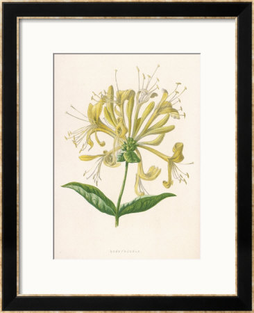 Honeysuckle Framed Giclee Print Honeysuckle Framed Giclee Print