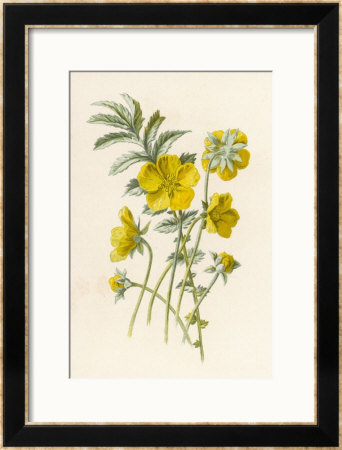 Silverweed Framed Giclee Print Silverweed Framed Giclee Print