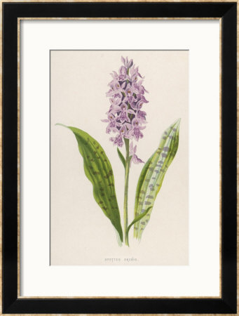 Spotted Orchis Framed Giclee Print Spotted Orchis Framed Giclee Print