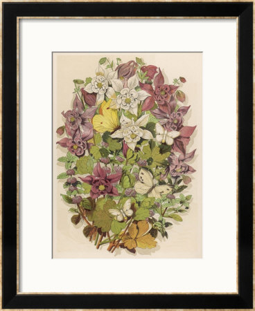 Mentha Pulegium Framed Giclee Print Mentha Pulegium Framed Giclee Print