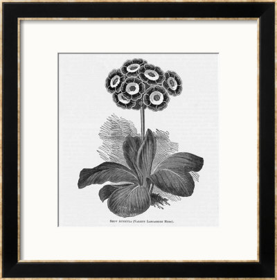 Auricula Variety Lancashire Hero Framed Giclee Print Auricula Variety Lancashire Hero Framed Giclee Print