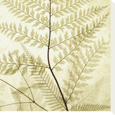 Ferns II Stretched Canvas Print Ferns II Stretched Canvas Print