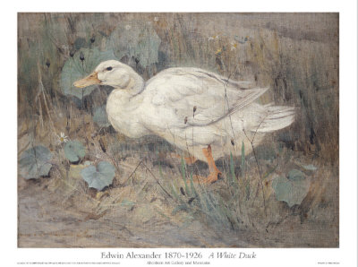 White Duck Print White Duck Print