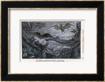 vampire bats sleeping. Vampire Bat Bites the Neck of a Sleeping Girl in as Hammock Framed Giclee