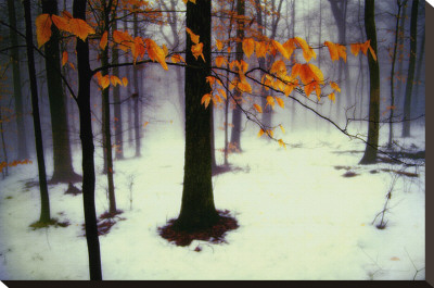 Quiet Woods Stretched Canvas Print Quiet Woods Stretched Canvas Print