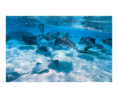 Stingray City Photographic Print Stingray City Photographic Print