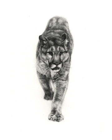 Mountain Lion Giclee Print Mountain Lion Giclee Print