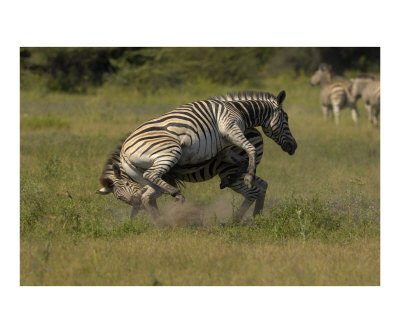 Zebra fighting Photographic Print Zebra fighting Photographic Print