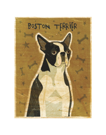 Boston Terrier Print Boston Terrier Print