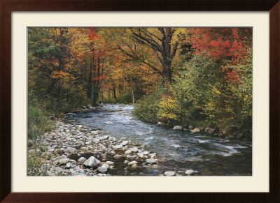 Forest Creek Framed Poster Forest Creek Framed Poster
