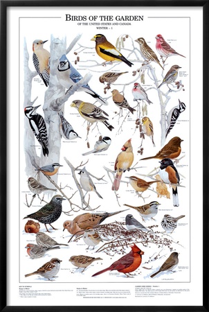 Birds of the Garden Winter I Framed Print Birds of the Garden Winter I Framed Print