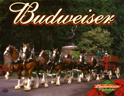 Budweiser Poster Budweiser Poster