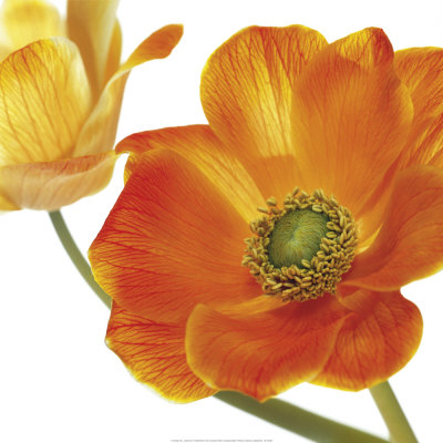 Anemone Print Anemone Print