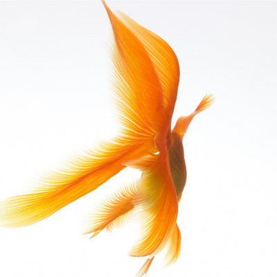 Goldfish Photographic Print Goldfish Photographic Print