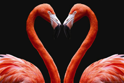 Flamingos Poster Flamingos Poster