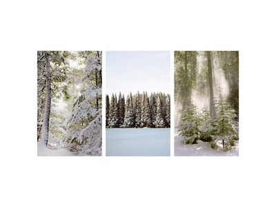 Winter Forest III Premium Poster Winter Forest III Premium Poster