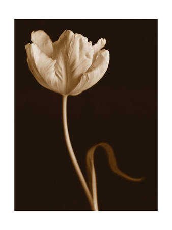 Tulip Dance Premium Poster Tulip Dance Premium Poster