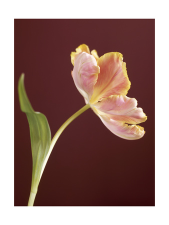 Pink Tulip Premium Poster Pink Tulip Premium Poster