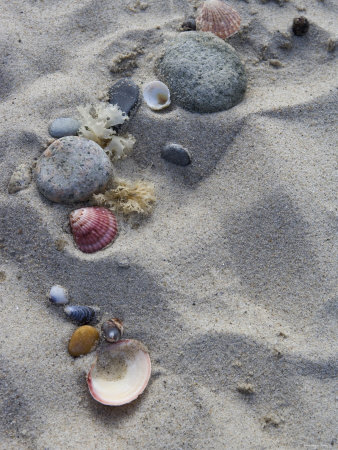 Washed Up To Shore Premium Poster Washed Up To Shore Premium Poster