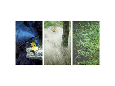 Wild Grasses Blowing in the Wind Premium Poster Wild Grasses Blowing in the Wind Premium Poster