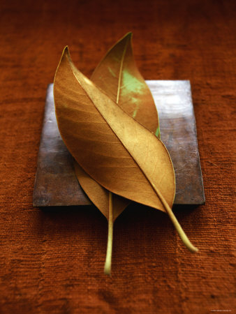 Sepia Leaf Pair Premium Poster Sepia Leaf Pair Premium Poster