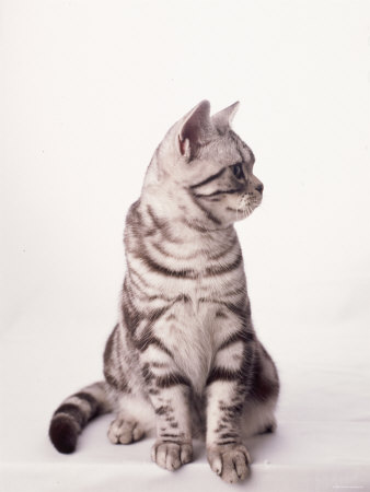 Finnegan the Cat II Premium Poster Finnegan the Cat II Premium Poster