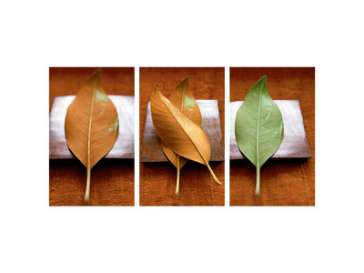 Green Leaf on Metallic Square Premium Poster Green Leaf on Metallic Square Premium Poster