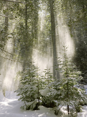 Winter Forest I Premium Poster Winter Forest I Premium Poster