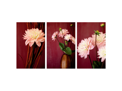 Pink Dahlias III Premium Poster Pink Dahlias III Premium Poster